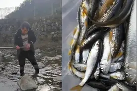 男子用铁锤敲石头抓鱼，鱼被震晕用手捞不反抗，收获满满价值不菲视频封面