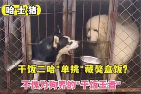 干饭二哈太真实！隔笼子上演抢食大战，连藏獒的饭盒都敢抢！视频封面