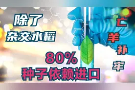 我国80%的蔬菜种子为何要依赖进口，如今还来得及补救吗？视频封面