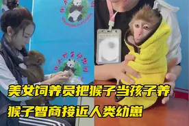 美女饲养员把猴子当孩子养，猴子智商接近人类幼崽，被美女宠上天视频封面