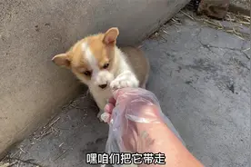 纯种柯基幼犬多少钱？视频封面