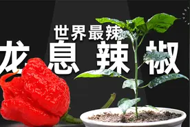 我种了世界最辣辣椒【龙息】，并且花了65天拍摄了它的生长过程。视频封面