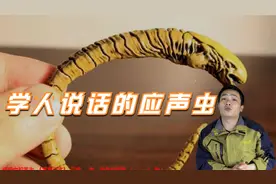 你说一句，它就会学你说一句，这个传说中的“应声虫”真存在吗？视频封面