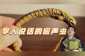 你说一句，它就会学你说一句，这个传说中的“应声虫”真存在吗？视频封面