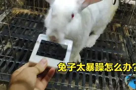 遇到暴躁的兔子怎么办，一招搞定，永绝后患，让它知道人世险恶视频封面