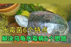 乌龟长白毛用什么药？水霉菌有6个特点，解决水霉病就有六个思路