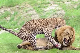 狮子大战猎豹！猎豹爆发竟把狮子摁倒咬断脖子！场面血腥！视频封面