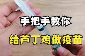 芦丁鸡疫苗怎么做？详细教程来了 手把手教你给芦丁鸡接种疫苗视频封面
