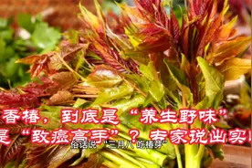 香椿，到底是“养生野味”还是“致癌高手”？专家说出实情视频封面