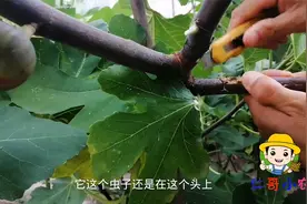 种植无花果树，几月份会生虫，生虫怎么办？如何逮虫