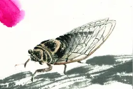 齐白石画了一只蝉卖到8亿天价，放大16倍再看看，网友：太值了！视频封面