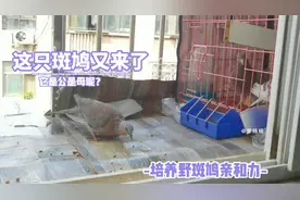 小区来很多野生珠颈斑鸠，有一只天天来偷吃我家粮食，马上喂熟了视频封面