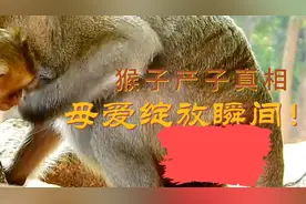 猴子产子真相：母爱绽放瞬间视频封面