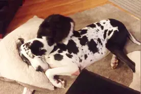 狗被猫踩在脚下！难道狗就不反抗了吗！其实并不是这样的！视频封面