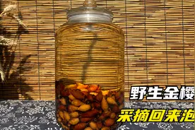 山上遍地的野生金樱子，当地人采摘回来泡酒，好处挺多可以试试视频封面