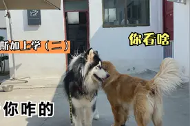 阿拉斯加和金毛一言不合要打架，训犬师顺势一棒，狗子吓坏了视频封面