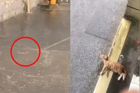 小奶猫被积水淹没奄奄一息，熟食店老板冲进雨中："我去救个猫"视频封面