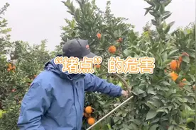 柑橘树为什么生长缓慢？其中的原因你知道多少？视频封面