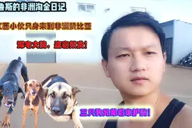 江西小伙只身来非洲赞比亚淘金，无奈盗窃频发，三只护院壮胆！视频封面