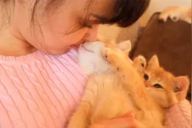 小奶猫吃醋了：凭什么亲它不亲我？视频封面