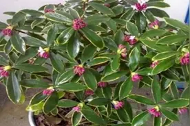 无论住在哪里，卧室都要养4种花，美观大气，养人养心视频封面
