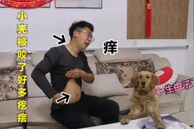 小亮跟金毛睡了一晚，身上被咬了好多又红又大的疙瘩，这咋回事？视频封面