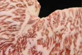 注意！你可能吃了注脂肉，天价的雪花牛肉都被造假了视频封面