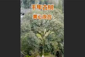 被雷击中存活下来的树为雷击木，可驱魔辟邪，他便是这样一棵树！