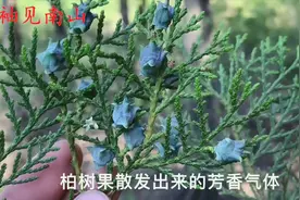今天才知道，柏树果做枕头对人还有这好处？不要浪费掉了视频封面