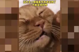 抓的老鼠跑了，橘猫哭的很伤心视频封面
