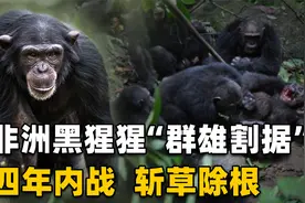 动物也会打仗了？非洲黑猩猩部落“群雄割据”，杀害同类毫不手软视频封面