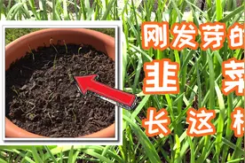 【和阿黎一起种韭菜(3)】Day9 -- 发芽 | 韭菜发芽期间的养护视频封面