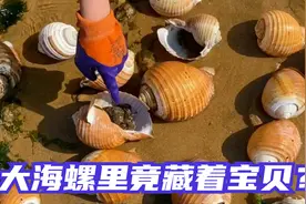 小章赶海捡到宝！沙滩上一片大海螺里边竟藏着宝贝？发财啦！视频封面