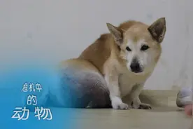 危机中的动物：狗子全身都是肿瘤，家人渴望治疗视频封面
