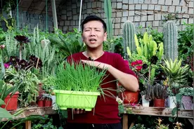 阳台种“香葱”也要有技巧，养好了，连续能收割2年，不用重复栽视频封面