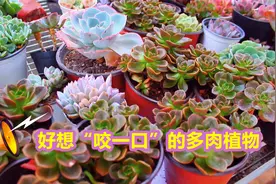 “巧克力”颜色的多肉，小七分享养护知识和爆侧芽方法，太实用了视频封面