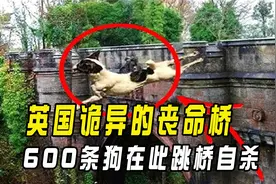 英国诡异的“丧命桥”，600只狗在此跳桥自杀，真相究竟是什么？视频封面