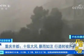 重庆：十级大风、暴雨如注，行道树被折断|经济信息联播视频封面
