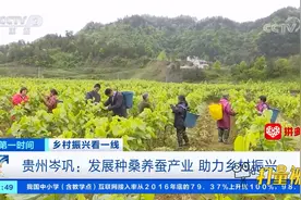 贵州岑巩：发展种桑养蚕产业，农民增收，助力乡村振兴|第一时间视频封面