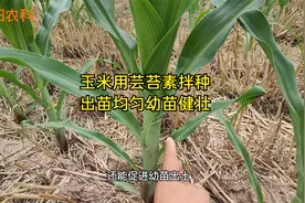 玉米播种前，用芸苔素内酯拌种，幼苗健壮增产显著视频封面