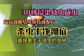 最高效根结线虫特效配方，30秒侵染幼虫成虫，杀虫干净彻底视频封面