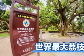 不要争，世界最大的荔枝树原来藏在广州从化，经吉尼斯官方认证视频封面