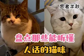 盘点能听懂人话的猫咪，与主子无障碍交流，沟通能力堪比人类幼崽