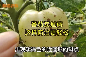 番茄炭疽病毁果严重，用这几个新药，防治效果好持效期长视频封面