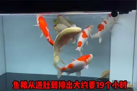 多久喂一次鱼3：水温，水质，水体篇视频封面