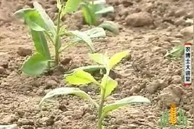 农博：因白凤菜顶端优势较强，为增加其分枝量，定植10天后要打顶视频封面
