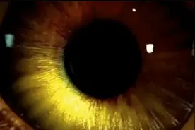 凤凰涅槃-有关凤凰的神话视频封面