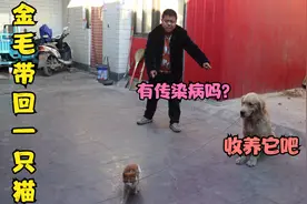 金毛出去玩，回来居然领回家一只流浪猫，小虎该怎么处理这只猫？视频封面