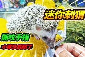 到家8天的迷你刺猬疯狂撒欢，为了吃得龇牙咧嘴，直接生撕皮手套视频封面