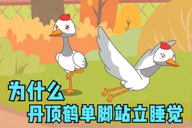 科普动画片：为什么丹顶鹤总是单脚站立睡觉？原来是为了逃命！